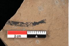 Foto (Detailansicht) von Equisetum ? sp. (NHMW-GEO-2024-0188-0110)